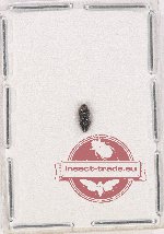 Coraebini sp. 9