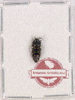 Acmaeodera octodecimguttata quattuordecimpunctata (5 pcs)