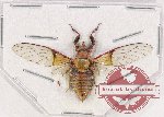 Cicadidae sp. 69 (A2)