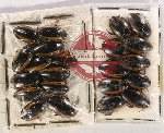 Scientific lot no. 81 Dytiscidae (22 pcs)