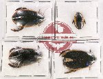Scientific lot no. 90 Dytiscidae (4 pcs)