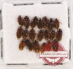 Scientific lot no. 86 Dytiscidae (20 pcs)