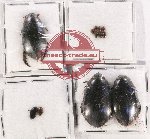 Scientific lot no. 88 Dytiscidae (12 pcs)