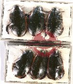 Scientific lot no. 92 Dytiscidae (6 pcs)