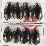 Scientific lot no. 85 Dytiscidae (8 pcs)