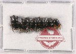 Scientific lot no. 635 Coprophaga (6 pcs)