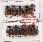 Scientific lot no. 641 Coprophaga (10 pcs)