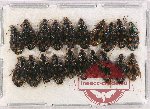 Scientific lot no. 557 Carabidae (20 pcs)