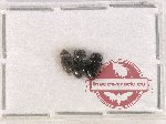 Cerylonidae Scientific lot no. 3 (3 pcs)