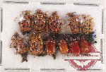 Scientific lot no. 84 Attelabidae (12 pcs)