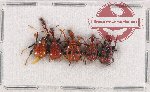 Scientific lot no. 90 Attelabidae (5 pcs)