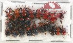 Scientific lot no. 83 Attelabidae (22 pcs)