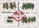 Scientific lot no. 363 Tenebrionidae (Donaciolagria) (16 pcs A, A-, A2)