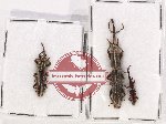 Scientific lot no. 89 Brenthidae (3 pcs)