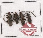 Scientific lot no. 4 Cucujidae (4 pcs)