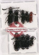Pasandridae Scientific lot no. 13 (9 pcs)
