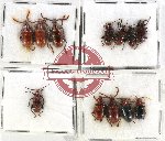 Scientific lot no. 445 Chrysomelidae (Lilioceris spp.) (12 pcs)