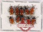 Scientific lot no. 442 Chrysomelidae (Lilioceris spp.) (10 pcs)