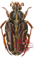 Taeniodera monacha ssp. sumatrana (2 pcs)