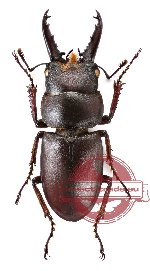 Prosopocoilus katsurai