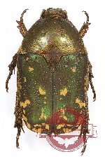 Protaetia (Netociomima) ruteriana taliabuana Jákl