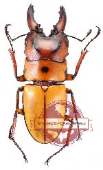 Prosopocoilus occipitalis occipitalis