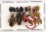 Scientific lot no. 965 Heteroptera (20 pcs)