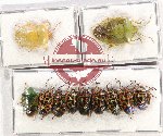 Scientific lot no. 973 Heteroptera (11 pcs)