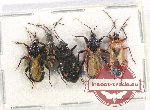 Scientific lot no. 974 Heteroptera (5 pcs A2)