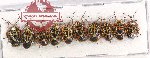 Scientific lot no. 971 Heteroptera (10 pcs)