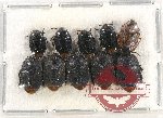 Scientific lot no. 967 Heteroptera (10 pcs)