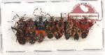Scientific lot no. 981 Heteroptera (8 pcs A2)