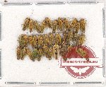 Scientific lot no. 985 Heteroptera (36 pcs)