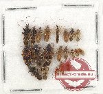 Scientific lot no. 980 Heteroptera (21 pcs)