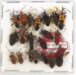 Scientific lot no. 963 Heteroptera (20 pcs)