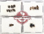 Scientific lot no. 976 Heteroptera (19 pcs)
