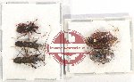 Scientific lot no. 969 Heteroptera (5 pcs)