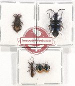 Scientific lot no. 983 Heteroptera (5 pcs)