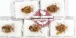 Scientific lot no. 986 Heteroptera (5 pcs A2)