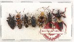 Scientific lot no. 968 Heteroptera (7 pcs)