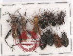 Scientific lot no. 960 Heteroptera (10 pcs A, A-, A2)