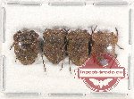 Scientific lot no. 961 Heteroptera (4 pcs)