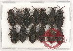 Scientific lot no. 984 Heteroptera (13 pcs)
