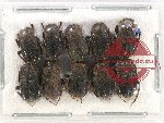 Scientific lot no. 638 Coprophaga (10 pcs)