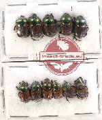 Scientific lot no. 653A Coprophaga (11 pcs)