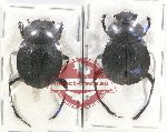 Scientific lot no. 645 Coprophaga (2 pcs A2)