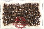 Scientific lot no. 650A Coprophaga (Aphodiinae) (86 pcs)
