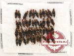 Scientific lot no. 171 Nitidulidae (46 pcs)