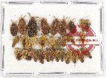 Scientific lot no. 966 Heteroptera (30 pcs)