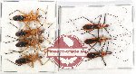 Scientific lot no. 962 Heteroptera (7 pcs A, A-, A2)